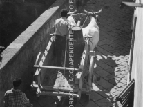Carro di buoi in Via Poggio Graziano